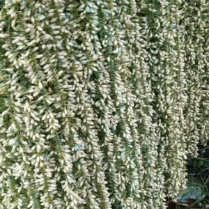 Jasmine Garland 10pcs Bunch @₹500