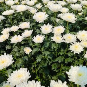 Chrysanthemum Flower