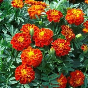 Red Marigold Flower