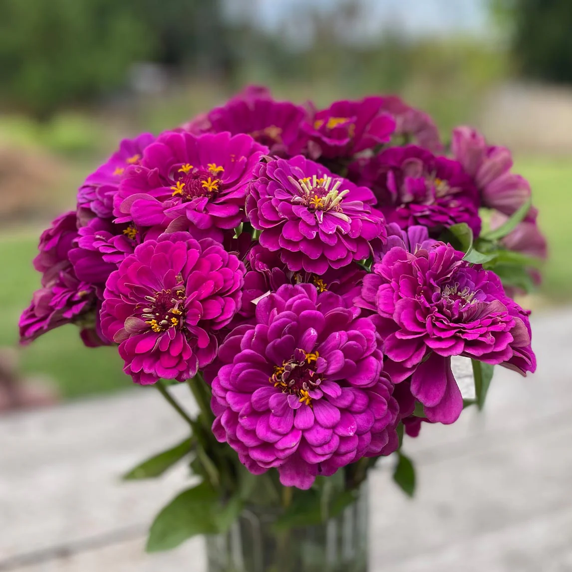 Zinnia Purple Flowers