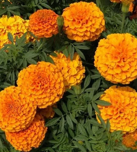 fresh-mariglod-flower-1729071632-7642880.jpeg